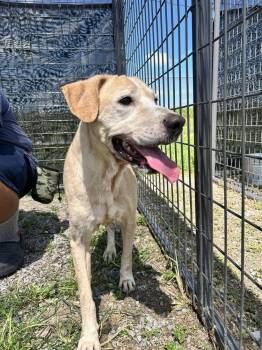 Spanky -  Mixed Breed Dog for Adoption in Scott, Louisiana - Spanky | PetCurious