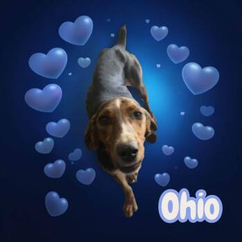 Ohio - Fully Vetted Young Hound. Jogging Buddy by Day, Snuggle B -  Hound Dog for Adoption in Chuckey, Tennessee - Ohio - Fully Vetted Young Hound. Jogging Buddy By Day, Snuggle B | PetCurious