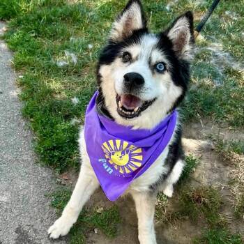 Isabella -  Husky Dog for Adoption in Buffalo, New York - Isabella | PetCurious