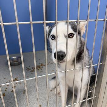 Nebula -  Husky Dog for Adoption in Englewood, Florida - Nebula | PetCurious