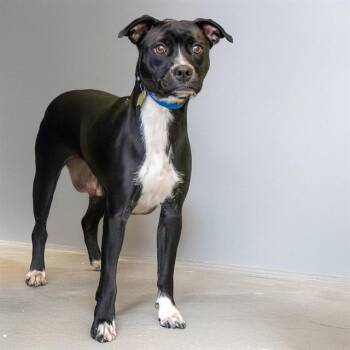 Pit Bull Terrier and Labrador Retriever Dogs Available for Adoption - PRECIOUS | PetCurious