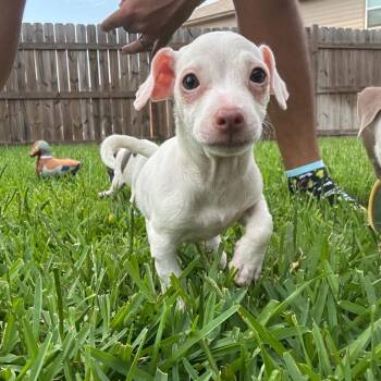 Piglet -  Chihuahua Dog for Adoption in San Antonio, Texas - Piglet | PetCurious