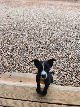 Australian Shepherd and Cattle Dog Dogs Available for Adoption in Fort Collins, Colorado - Sadie | PetCurious