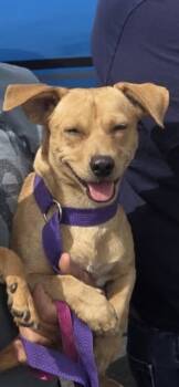 Scooby -  Dachshund and Chihuahua Dog for Adoption in New Haven, Connecticut - Scooby | PetCurious
