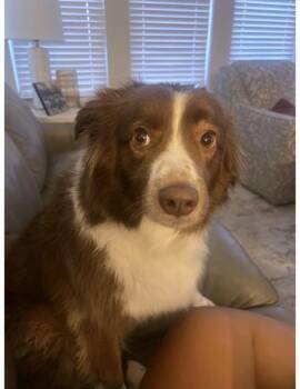 Rescue Australian Shepherd and Mixed Breed Dogs for Adoption in Fort Worth, Texas - Buckley | PetCurious