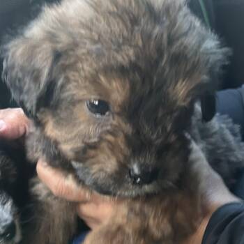 Labradoodle and Chihuahua Dogs Available for Adoption in New York, New York - TEMU (in NY) | PetCurious