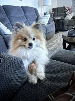 Pomeranian Dogs Available for Adoption - Sir Edmund  | PetCurious