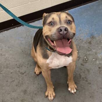 Mixed Breed Dogs Available for Adoption in Memphis, Tennessee - Gina | PetCurious