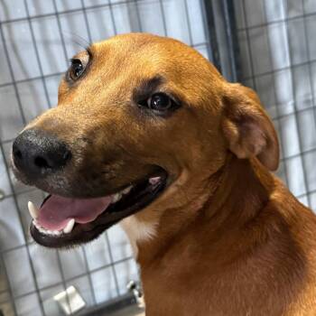 Chachi -  Labrador Retriever Dog for Adoption in Birmingham, Alabama - Chachi | PetCurious