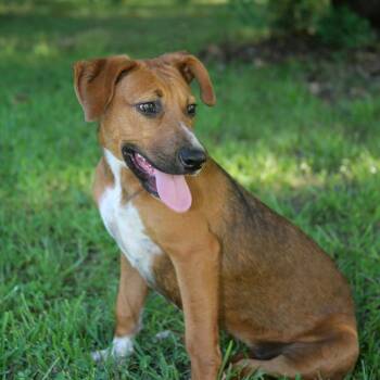 Biscuits -  Shepherd and Mixed Breed Dog for Adoption in Pawling, New York - Biscuits | PetCurious