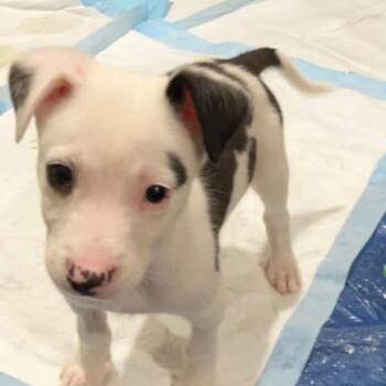 Mixed Breed Dogs Available for Adoption in Shorewood, Illinois - Chuck | PetCurious