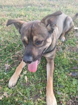 Buddy -  Shepherd Dog for Adoption in Tulsa, Oklahoma - Buddy | PetCurious