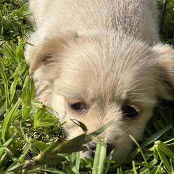 Poodle Dogs Available for Adoption - Rain | PetCurious