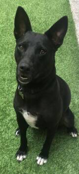 Paco -  Mixed Breed and Shepherd Dog for Adoption in Rollingwood, Texas - Paco | PetCurious