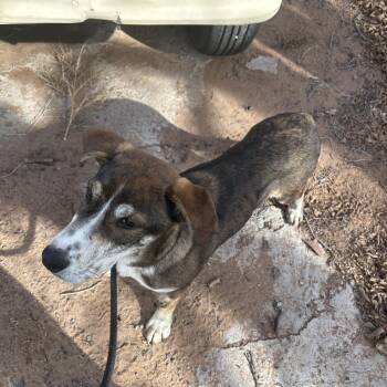 Link -  Terrier and Australian Cattle Dog Blue Heeler Dog for Adoption in Chinle, Arizona - Link | PetCurious