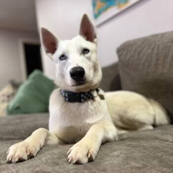Husky and Siberian Husky Dogs Available for Adoption - Ava Lane Couch Back Cutie | PetCurious
