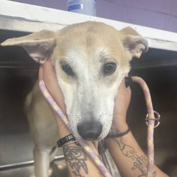 Rescue Whippet Dogs for Adoption in Northbrook, Illinois - Cantaloupe | PetCurious