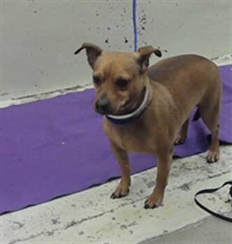 Chihuahua and Mixed Breed Dogs Available for Adoption in Houston, Texas - LEO | PetCurious