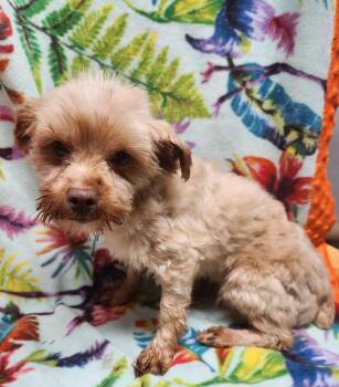 Morkie Dogs Available for Adoption in Smithfield, Pennsylvania - Collette | PetCurious