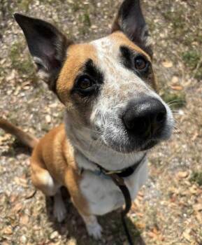 Mixed Breed Dogs Available for Adoption in Palmetto, Florida - STANLEY | PetCurious