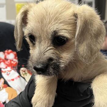 Terrier Dogs Available for Adoption in Yuma, Arizona - Reeses | PetCurious