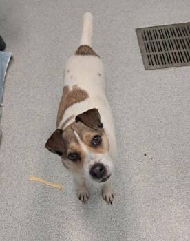 Smither -  Jack Russell Terrier Dog for Adoption in Frankfort, Kentucky - Smither | PetCurious