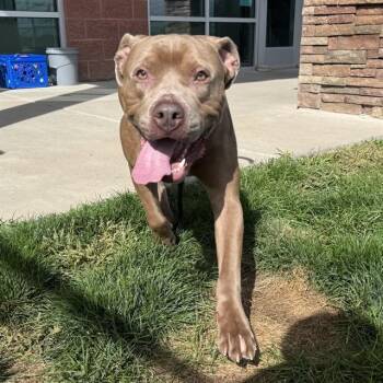 MADDEN -  Pit Bull Terrier and Mixed Breed Dog for Adoption in Pueblo, Colorado - MADDEN | PetCurious