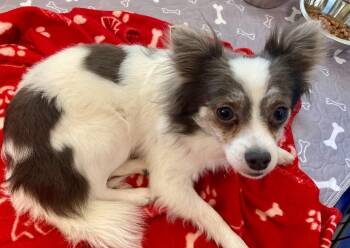 Chihuahua and Pomeranian Dogs Available for Adoption in Grafton, Wisconsin - Jojo | PetCurious