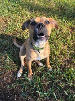 Mixed Breed Dogs Available for Adoption - Indie | PetCurious