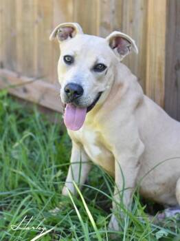 Rescue Labrador Retriever and Pit Bull Terrier Dogs for Adoption in Humble, Texas - Harley | PetCurious