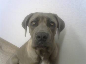 Cane Corso and Mixed Breed Dogs Available for Adoption in Albuquerque, New Mexico - BABY BOP | PetCurious