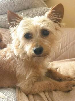 Lolita -  Yorkshire Terrier and Silky Terrier Dog for Adoption in Tracy, California - Lolita | PetCurious