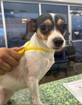 Rescue Mixed Breed Dogs for Adoption in Dallas, Texas - NELLY | PetCurious