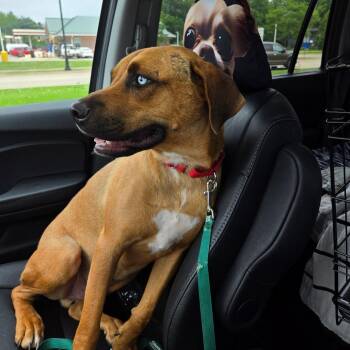 Rex -  Mountain Cur and Mixed Breed Dog for Adoption in Rochester, Minnesota - Rex | PetCurious