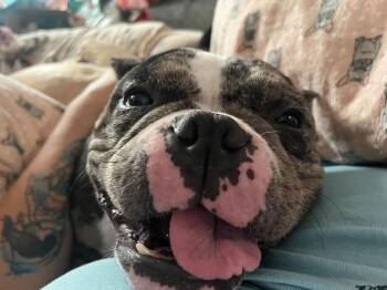 Marbles -  American Bulldog Dog for Adoption in Hillside, Illinois - Marbles | PetCurious