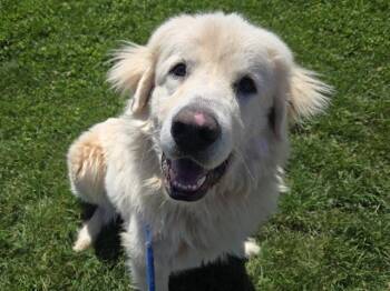OTIS -  Great Pyrenees Dog for Adoption in Auburn, California - OTIS | PetCurious