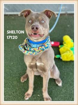 Hound Dogs Available for Adoption - SHELTON | PetCurious