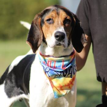 Lockheed Martin -  Hound Dog for Adoption in Columbia, South Carolina - Lockheed Martin | PetCurious