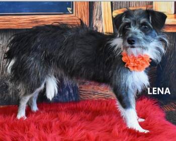 Lena -  Terrier and Shepherd Dog for Adoption in Gilbert, Arizona - Lena | PetCurious
