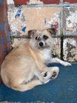 Munchkin -  Terrier Dog for Adoption in Marietta, Georgia - Munchkin | PetCurious