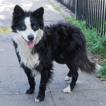 Border Collie and Mixed Breed Dogs Available for Adoption - COLBY | PetCurious