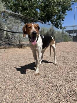 HUNTER -  English Coonhound Dog for Adoption in Loveland, Colorado - HUNTER | PetCurious
