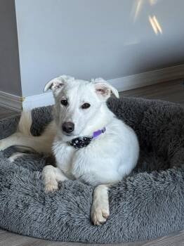 Rescue Shepherd and Great Pyrenees Dogs for Adoption in Bloomington, New York - Frannie | PetCurious