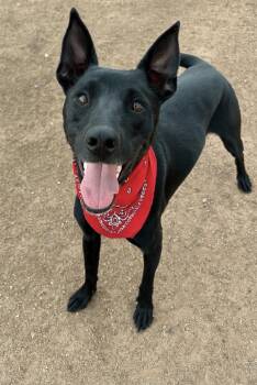 Frito -  Black Labrador Retriever and Australian Kelpie Dog for Adoption in Phoenix, Arizona - Frito | PetCurious