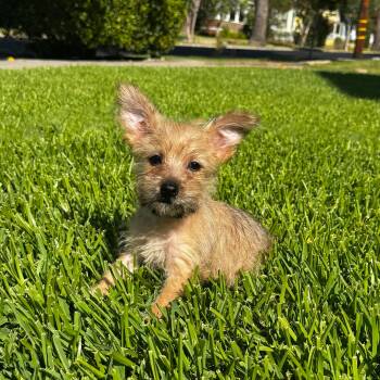 Millie -  Yorkshire Terrier and Chihuahua Dog for Adoption in Redlands, California - Millie | PetCurious
