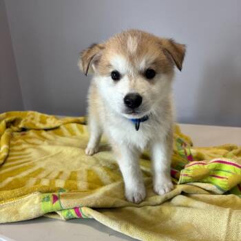 Alvin -  Mixed Breed Dog for Adoption in Clavet, Saskatchewan - Alvin | PetCurious