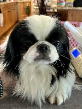 Japanese Chin Dogs Available for Adoption - Frazier | PetCurious