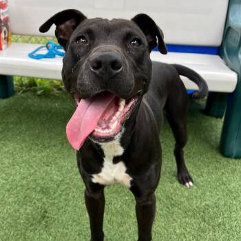 Rescue Mixed Breed Dogs for Adoption in Columbia, South Carolina - HOMER | PetCurious