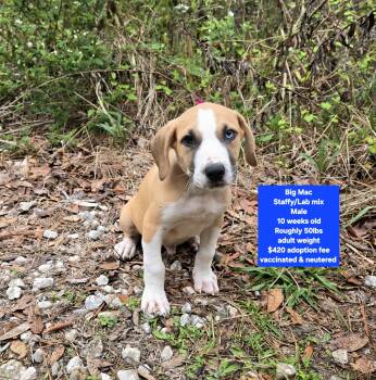 Staffordshire Bull Terrier and Labrador Retriever Dogs Available for Adoption - Big Mac | PetCurious
