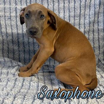 Saxophone -  Boxer and Pit Bull Terrier Dog for Adoption in Hillsboro, Ohio - Saxophone | PetCurious